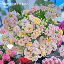 ҃Lۻļֲﻨ󻨰Bذ껨_