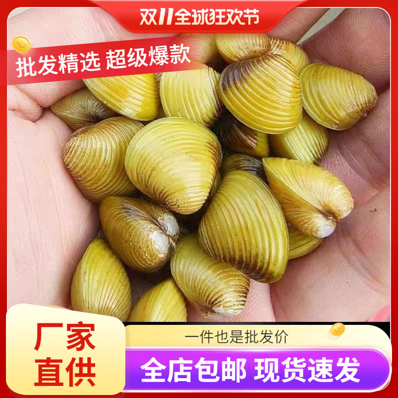 专吃鱼屎粪便小河蚌河蚬淡净水观赏螺鲜活物除绿水贝壳苗河蚌