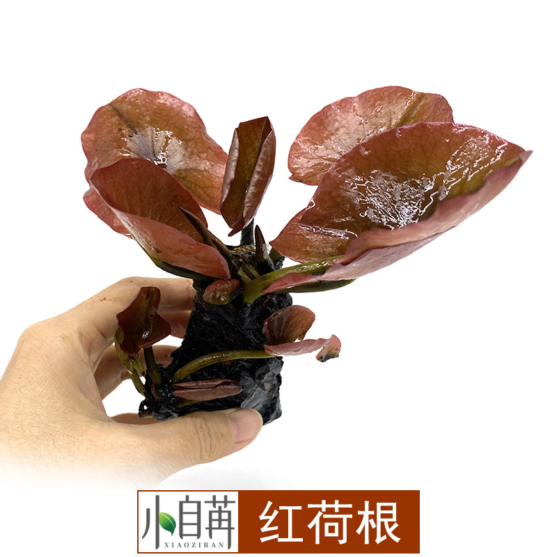 红荷根水草活体鱼缸真水草观赏水草水草缸装饰植物浮叶睡莲类易养