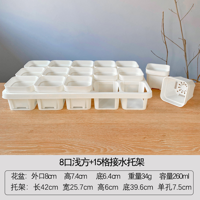 極厚多肉植物低浅角盆、生石花肉コーン播種プラスチック、シンプル挿し木、小さな白い角盆|undefined