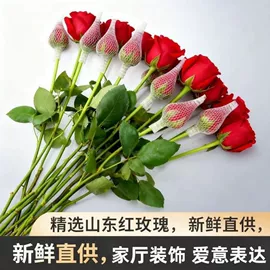 狗狗窝/笼/垫;花盆容器;盆栽