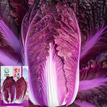 �ϰײ˷N���ϼt��ײ˷N���ļ��̨����ͥԺ�߲˷N�����������N��