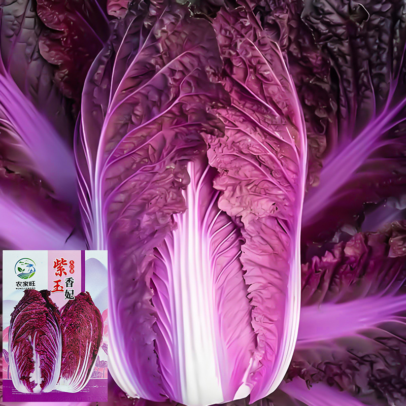 紫白菜种子紫红大白菜种籽四季阳台盆栽庭院蔬菜种孑紫玉香妃种籽