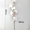 6 -headed white