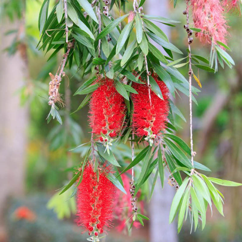 多花红千层花盆栽绿植四季阳台室内室外植物花卉耐寒串钱柳花观花
