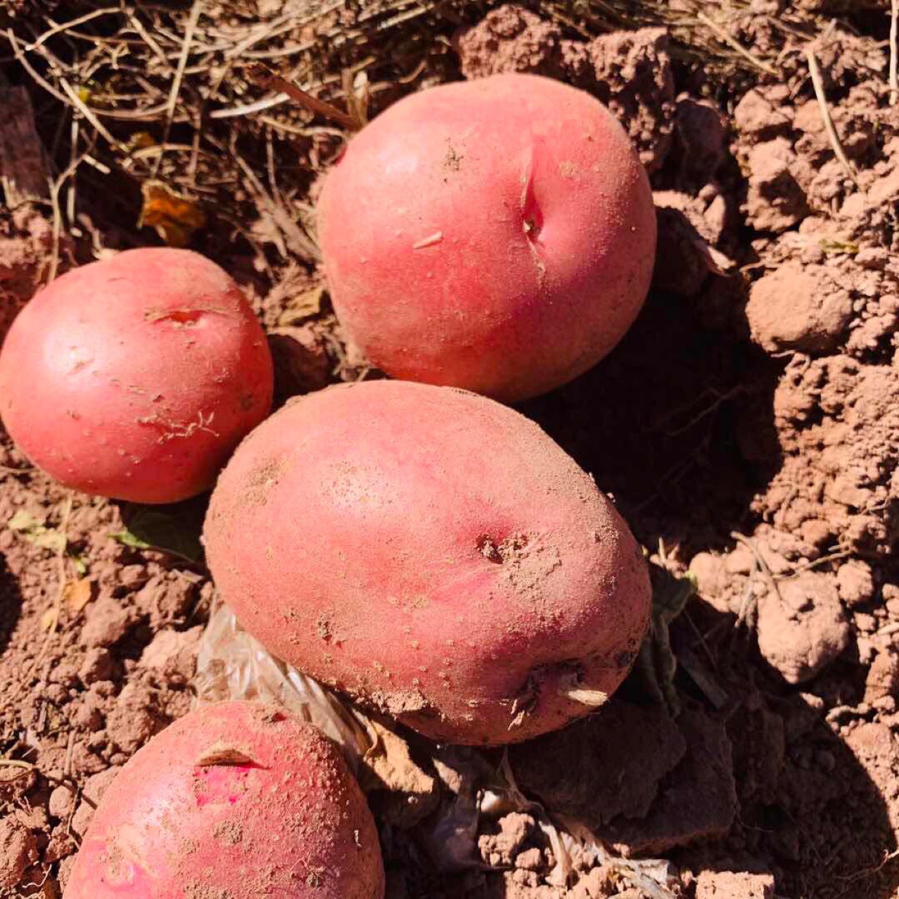 嫩土豆9斤新鲜蔬一件代发云南红皮黄心土豆现挖粉糯香|ms