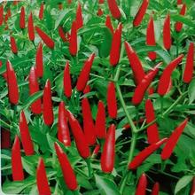 满天星红色小米椒盆栽阳台种植朝天椒种子辣椒泡椒特辣蔬菜种子