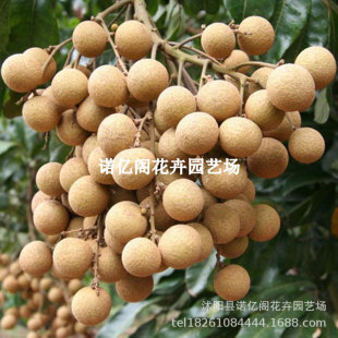 �o�����ۘ��mʯ�A�޽��烦���tƤʯ���ļ����ێ������~���m�ϱ���