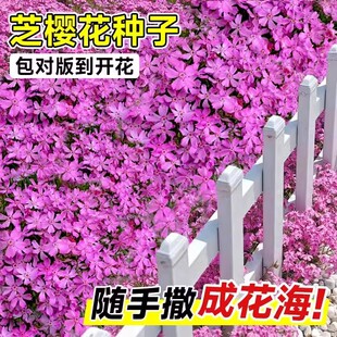 Ground Cover Plants with Low-Growing Phlox Seeds for Outdoor Courtyard Flowers, Blooming in All Seasons