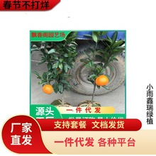 南丰蜜桔苗嫁接皇帝柑橘子树苗当年结果地栽盆栽桔子树南北方种植