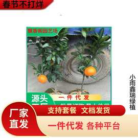 南丰蜜桔苗嫁接皇帝柑橘子树苗当年结果地栽盆栽桔子树南北方种植
