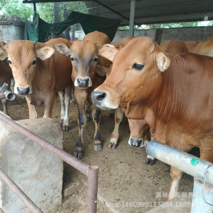 �����Sţ��ţ�Bֳ�����T����ţ������ţ�ٸ�����ţ�������SţСţ