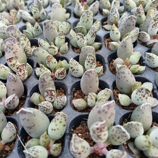 Seal 2-4cm Plug Seedling Water Bubble Series Real Shot Succulent Plant Base Direct Sales Large Favorably