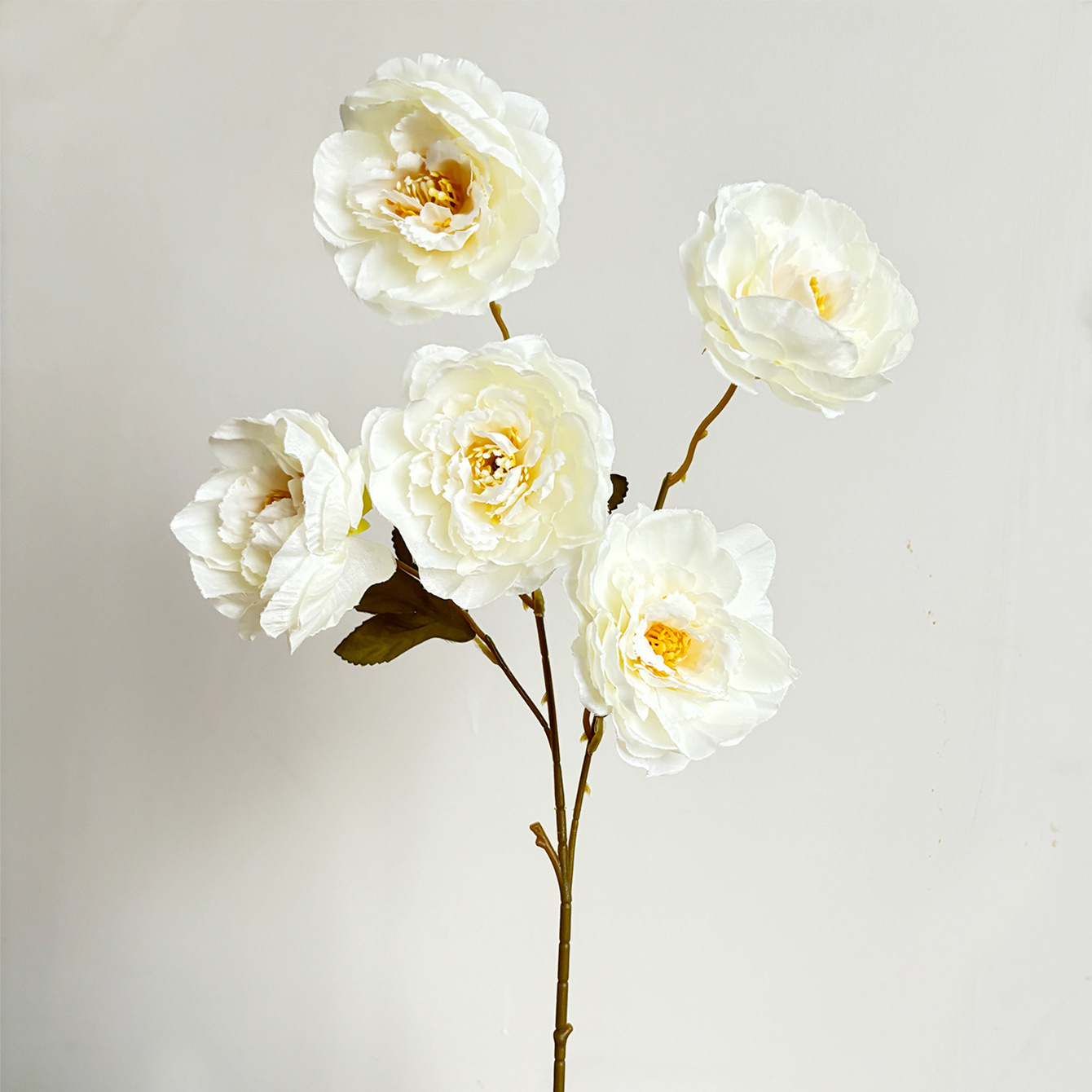흰색 5머리 모란 1개