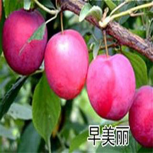 ��÷Ů�������ľ���l �޽ӷ��m�����Ә��� ����÷��ζ���|Ӳ�x��