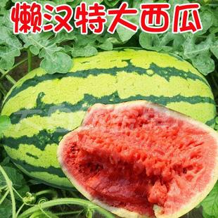 ���ϷN���ݾ��͑Нh�������������ļ�ˮ����������֭�����ϷN��