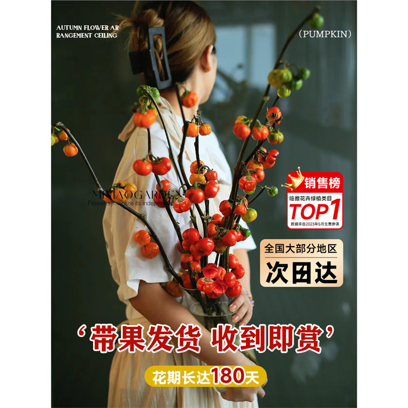 小南瓜鲜花观赏插花云南基地直发水培切枝花卉室内好养绿植物装饰