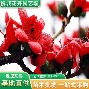 Cassia Saplings Wholesale Garden Engineering Greening Seedlings Hero Tree Roadside Landscape Tree Ornamental Cassia Saplings