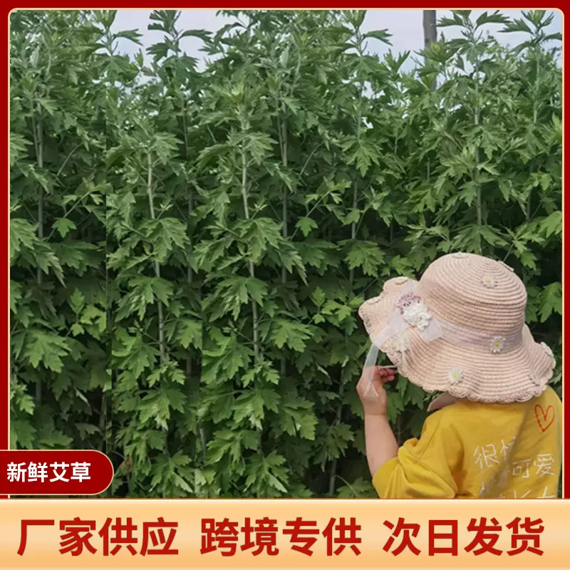 新鲜艾草艾苗端午节泡脚洗澡艾草根挂件门屋檐花束干花家居装饰