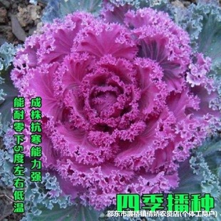���¸��{�N�ӷN��������ͺ�ʳ���^�p��ɫ�߲����̨�ļ����Ի���