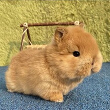 С���ӻ���٪�����L��������С�͹������m�����ò豭�ü��B������