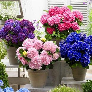Eight Immortals Large Hydrangea Old Stump Large Flower Seedling Endless Summer Flower Potted Plant with Continuous Flowers for All Seasons Indoor and Outdoor Garden Plant