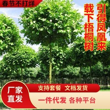 һ�����l��ͩ�����Ї���ͩ�䷨����ͩ�����ͺ�ͥԺ�^�p�L�����е�