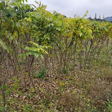 基地大量批发凌霄紫藤油麻藤金银花根系旺基地大量