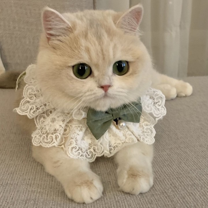 Lace Trim Pet Scarf, Bib for Cats and Small to Medium-Sized Dogs, Pet Accessory, Essential for Photo Shoots Lace Trim Pet Scarf, Bib for Cats and Small to Medium-Sized Dogs, Pet Accessory, Essential for Photo Shoots