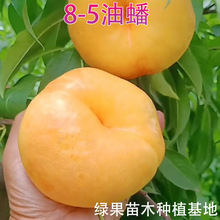 �S����� �S������� 8-5������� �޽����� ����� ���@�Nֲ����