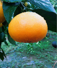 ���ڻʵ۸̘���V���������������Ƥ��۹���ؕ���Ϸ�ˮ��������