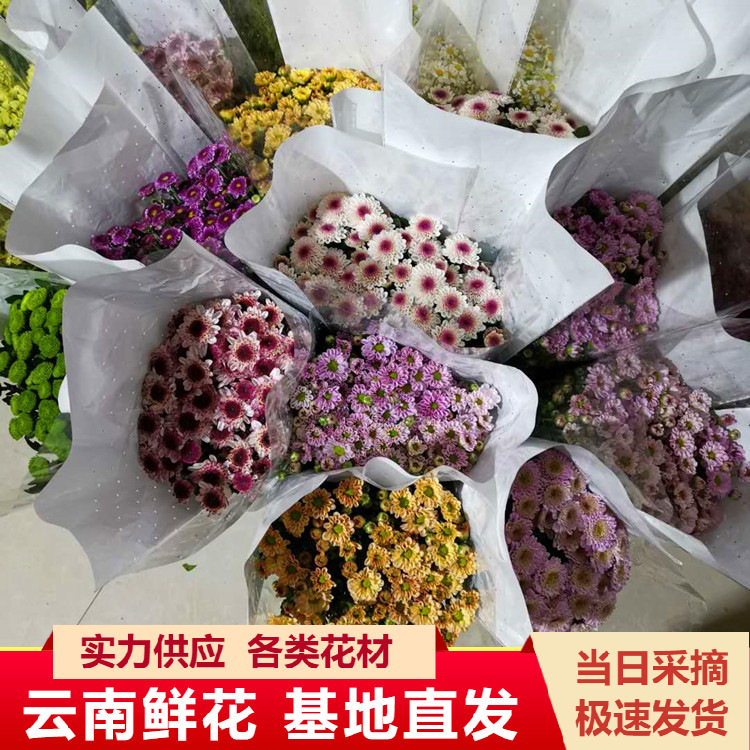 Yunnan Kunming Small Daisy Flower Wholesale Base Flower Direct Supply Small Daisy Whole Bundle Straight Hair Water Flower Shop Flower Stall Flower