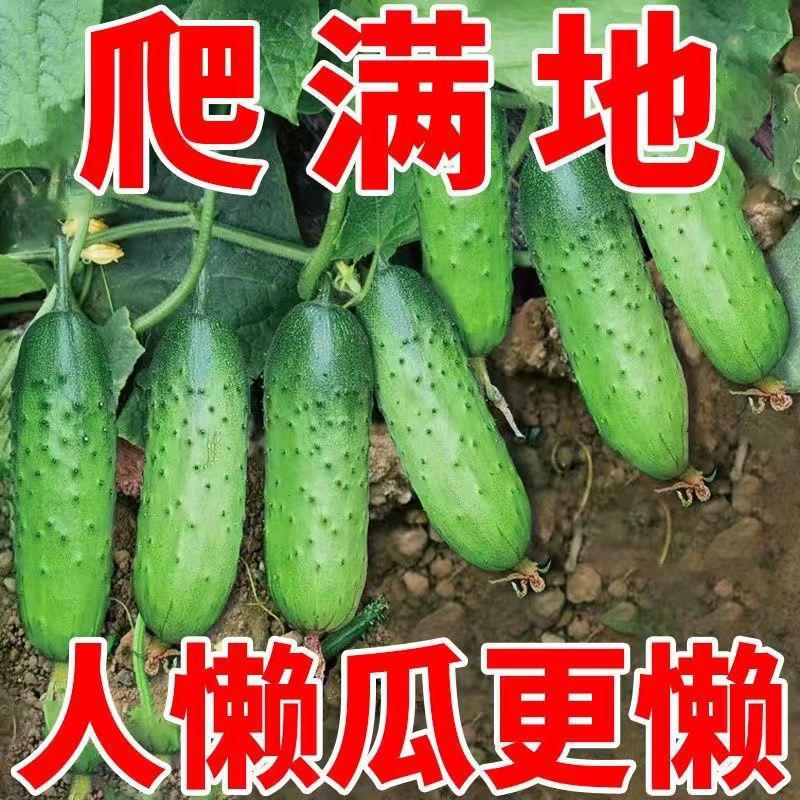 【不搭架水果黄瓜种子】满地爬四季庭院阳台盆栽黄瓜籽种蔬种球