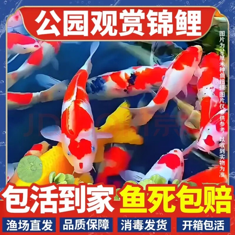 Japanese Premium Koi Fish, Lucky Red and White Koi, Gold Tri-Color, Affordable 2026 New Model, Authentic Ornamental Fish with Free Shipping Japanese Premium Koi Fish, Lucky Red and White Koi, Gold Tri-Color, Affordable 2026 New Model, Authentic Ornamental Fish with Free Shipping