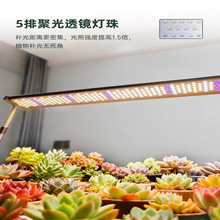 ���Ӱ�ȫ����LED���ⲹ��Ʒ�ͽ����̫����ֲ��������