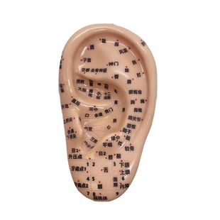 Fengfan Ear Model 15cm Acupoint Acupuncture Massage Ear Model Teaching Massage Ear Point Pressing Massage Acupuncture and Moxibustion