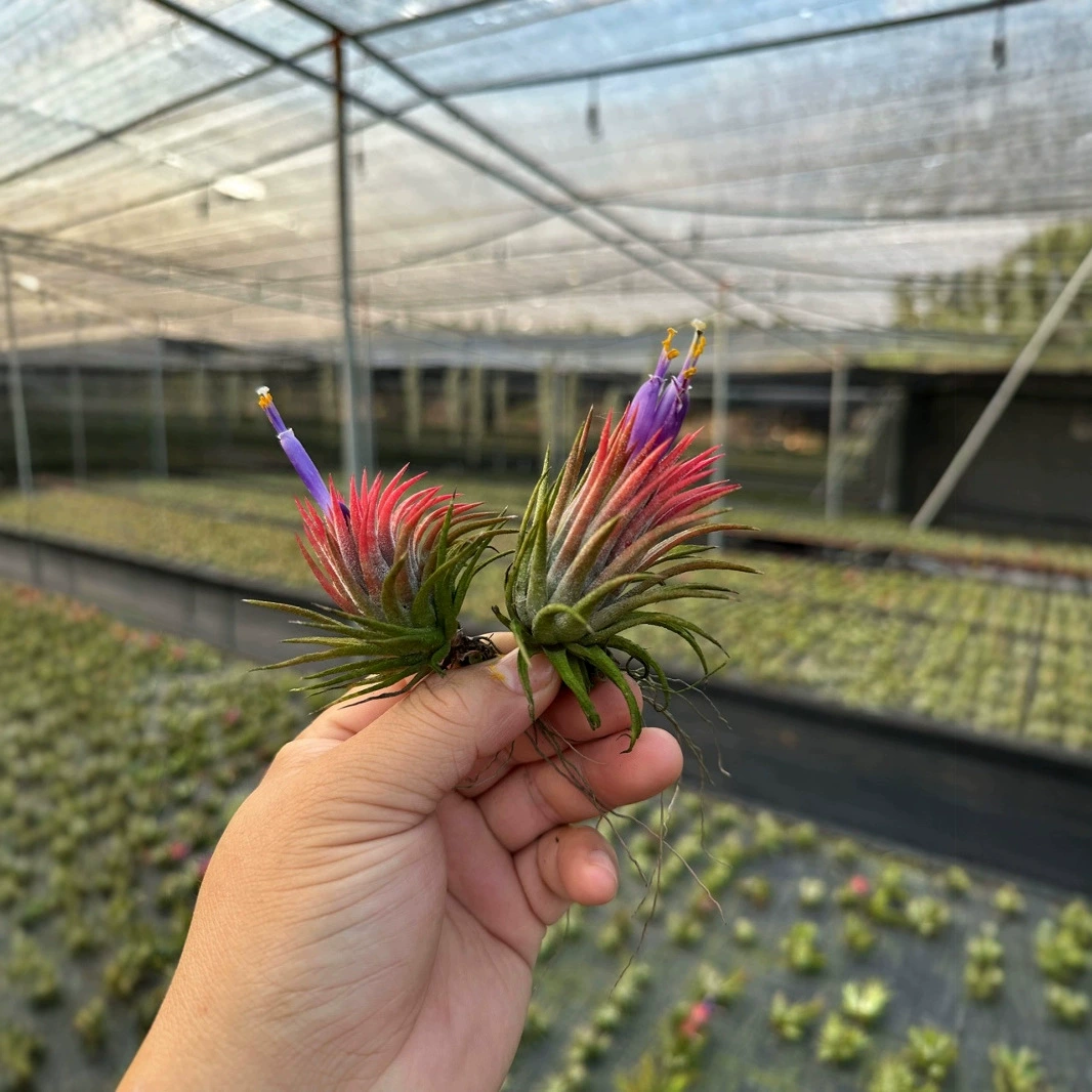 Мексиканский производитель эльфов: прямые поставки, доставка на базе, воздушные ананасы, безземельные растения, различные комбинации растений