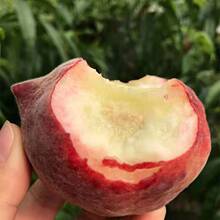 �Fժˮ���Ҵ����֭¶��ˮ�������˴�ѩ��������3/5��һ�����l