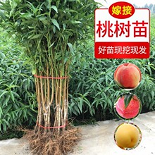 һ�����l�޽��Ҙ����ˮ�����\���S����Ѫ�Һ������ϱ����Nֲ���