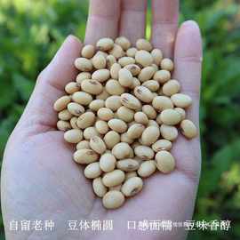 黄豆新货农家自种老品种非转基因笨黄豆打豆浆非发芽土黄豆500g