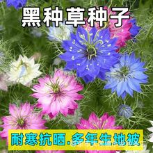 黑种草种子冬天四季开花秋季开花室外黑子盆栽阳台花卉鲜花庭院籽