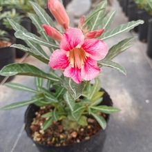 ɳĮõ�廨�������ļ��_�����B�͏d�����̨ͥԺ�k������ֲ�����l