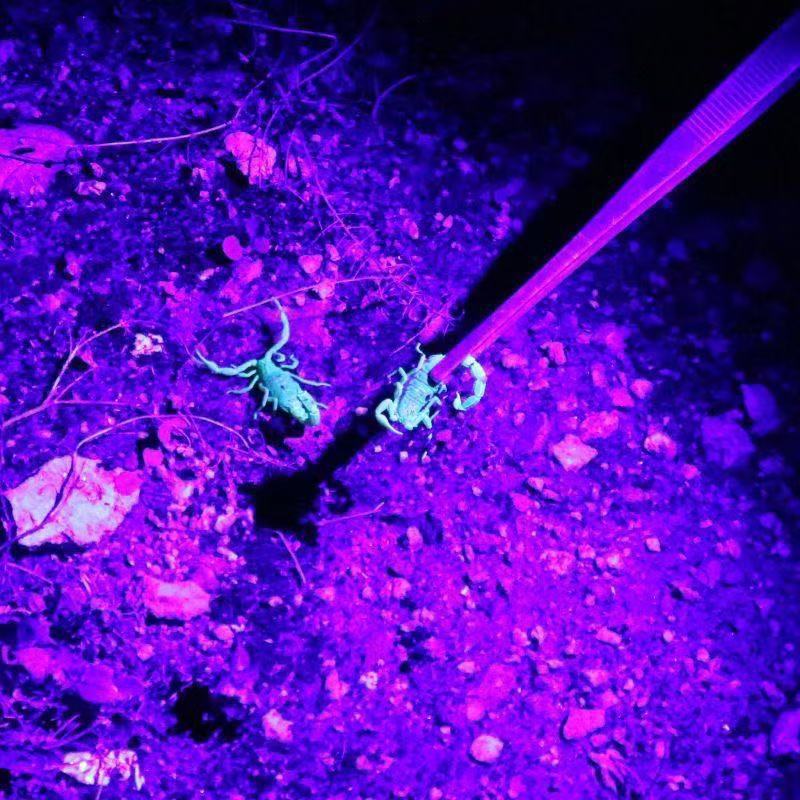 Blanco violeta impermeable noche pesca al aire libre led súper brillante montado en la cabeza batería de larga duración recargable batería de litio sensor luz fuerte