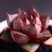 ����\����ֲ��M�����ԾGֲ�k���҄��⻨��������