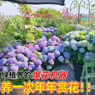Hydrangea Seedlings Are Endless Summer Flowers That Bloom Well and Are Easy to Grow. Potted Flower Plants Are Easy to Grow Indoors All Year Round