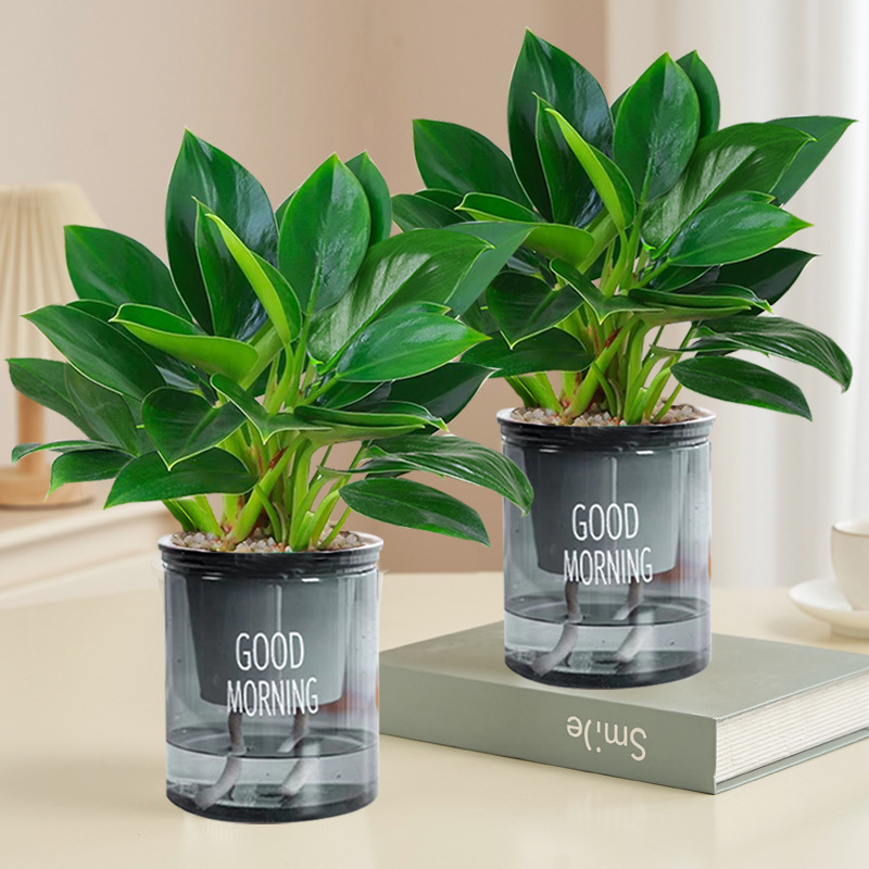 [화분 2개 특가] 골든다이아몬드 20cm 3그루(그레이 굿모닝 화분) + 영양액