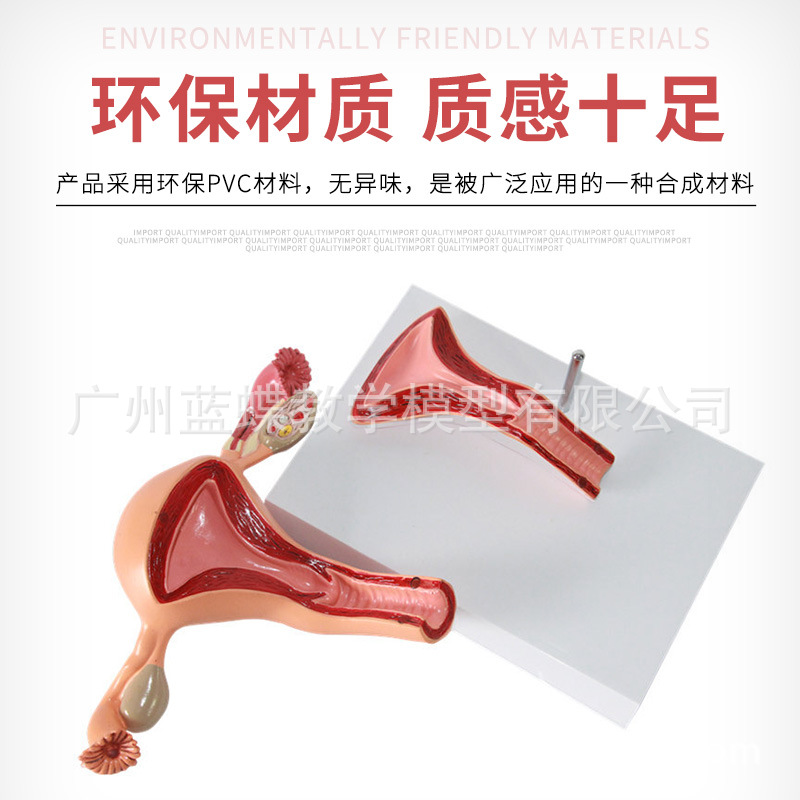 �ӹ�ģ�� Ů������ֳqi�� ��ֳ�ṹ����ģ���ӹ�����ģ��ʾ��ģ��