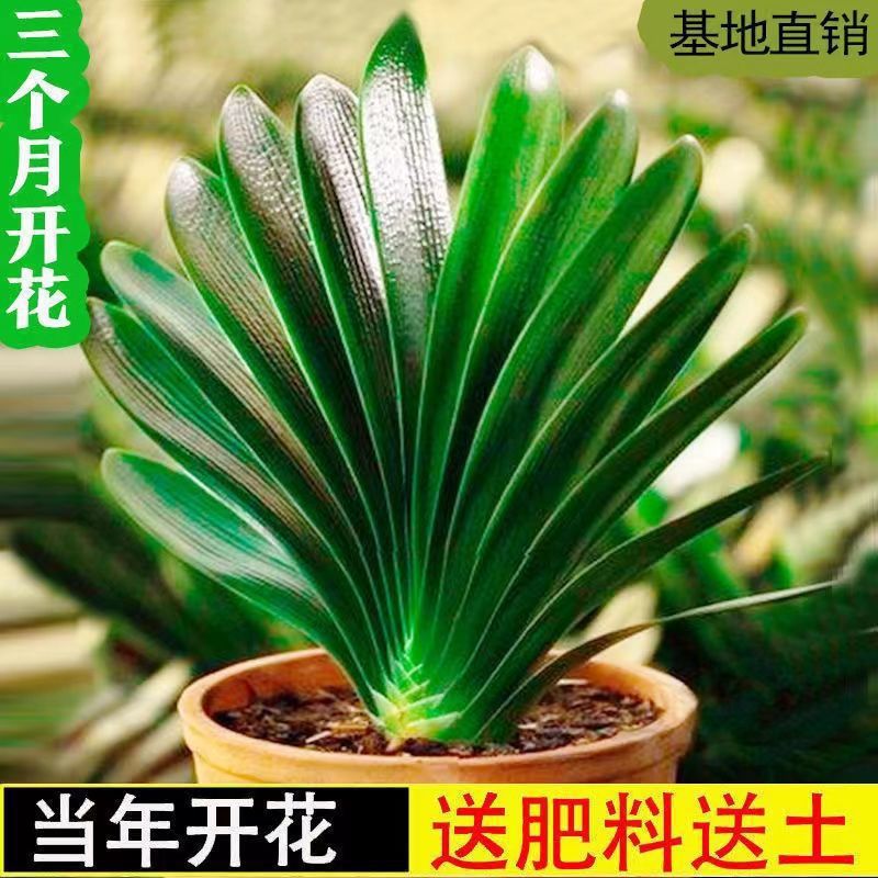 君子兰花君子兰盆栽君子兰苗四季常青植物室内办公室好养