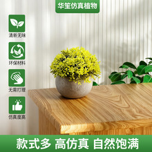 ����Gֲ���ԽM�� �������G�}ţ�����Է���ֲ��TEMU���R�dSHEIN