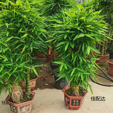 �ļ��������������S���辰�҃����_�h�񻨻������񻨺��B�^�p��